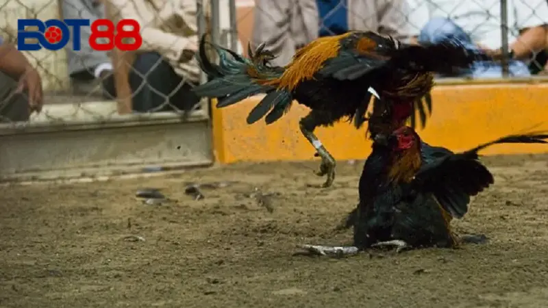 Những lợi ích khi tham gia đá gà tại Bot88