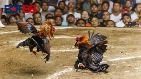 Sơ lược về sảnh đá gà trực tiếp tại nhà cái Bot88