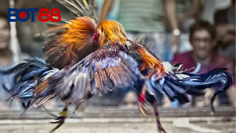 Một vài loại hình đá gà độc đáo giúp trận đấu trở lên kịch tính hơn